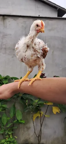 PINTINHOS GSB (GIGANTE SERTANEJO BALÃO)
