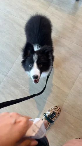 Doa-se filhote de Border Collie