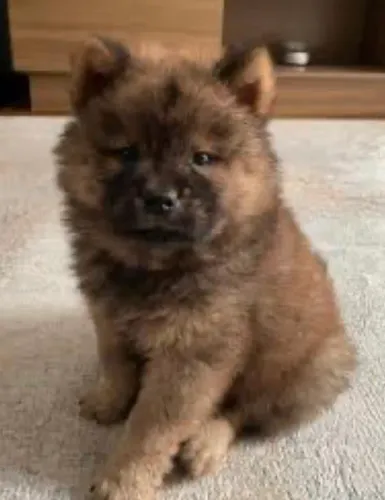 Chow chow filhote Doação.