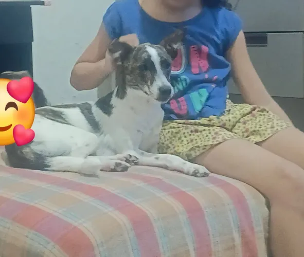Doação,? uma fêmea dócil de 1ano