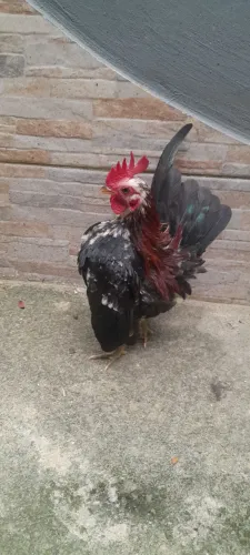 Galo