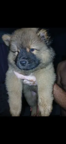 CHOW CHOW FEMÊA