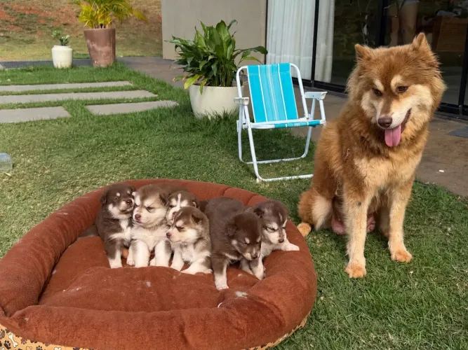 Filhotes de Husky Siberiano