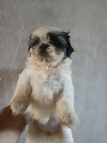 Linda Fêmea e única 970,00 reais 