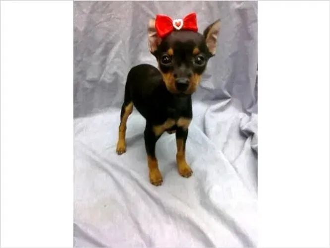 Fêmeas de Pinscher a pronta entrega!!