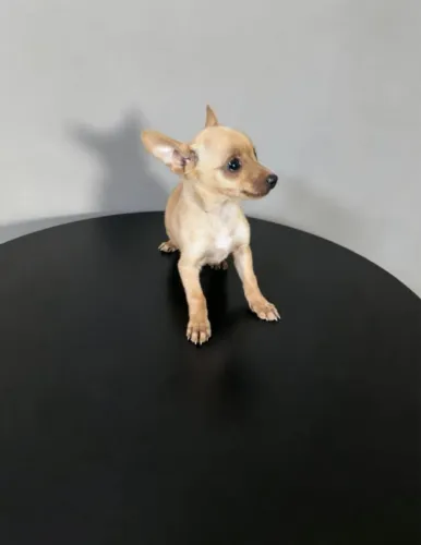 Pinscher filhotes