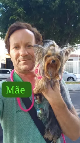 Filhotes de Yorkshire Terrier mini