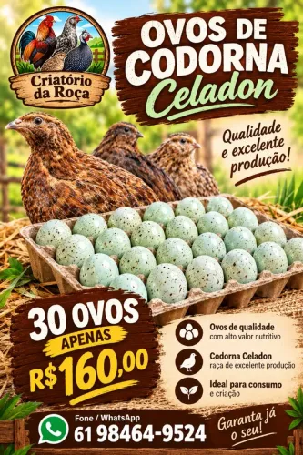 Ovos Galado de Codorna Celadon