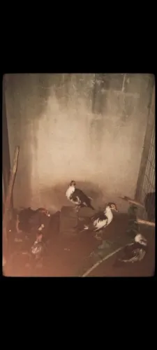 Vende- se patos