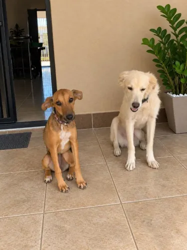 Estou doando este dois cachorros doceis