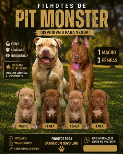 Filhotes de Pit Monster disponíveis