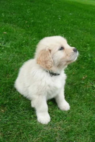 Filhotes de Golden Retriever | Filhotes prontos para te alegrar.