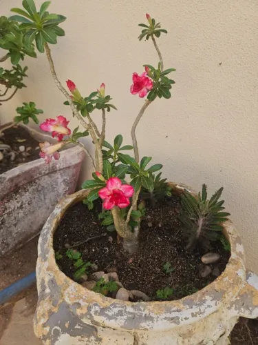 Vaso bem grande com uma linda rosa do deserto