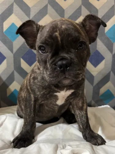 Estou vendo fêmea de Buldogue francês 