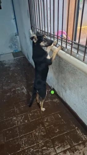 Doação 5 meses pastor capa preta