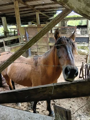 Cavalo mangalarga marchador