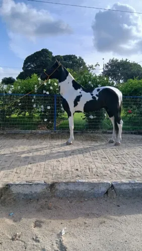 Garanhão Pampa de Preto 