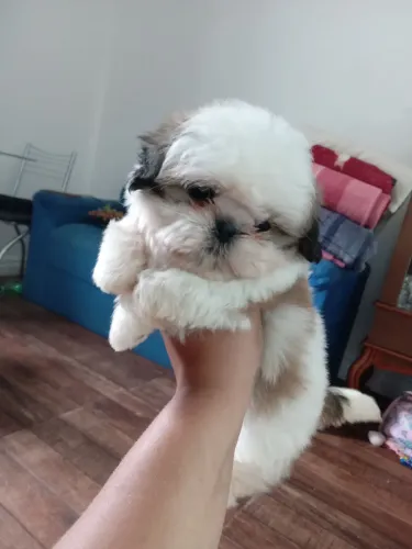 Shih tzu macho pronta entrega perfeitooo