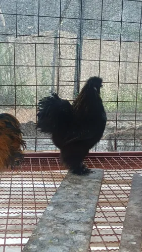Galos Raça Sedosa Importada