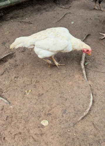 Galinhas índias