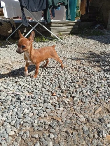 Pinscher 0 macho 