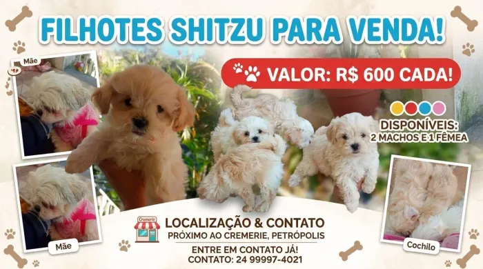 Filhote Shitzu