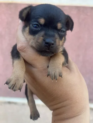 Pinscher Fêmeas e Macho