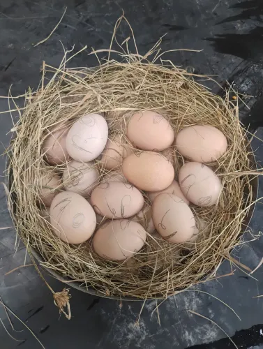 Ovos de galinha da raça Rhode Island Red