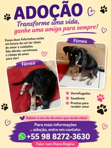 Doação de duas cachorrinhas