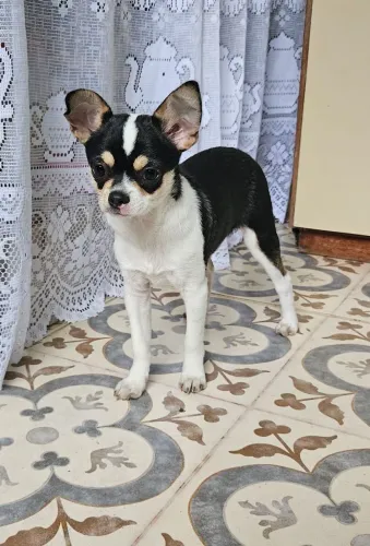 Chihuauha