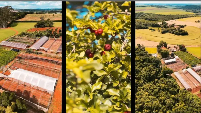Sitio a Venda - Santo Antônio de Posse - SP