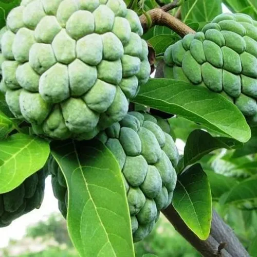 Mudas Frutíferas Enxertadas!!