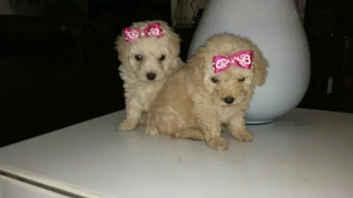 Pequenos filhotes de poodle Toy 