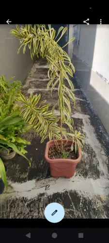 Planta Pleomele ou dracaena