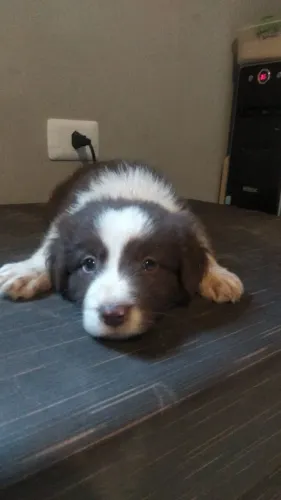 Border Collie a pronta entrega