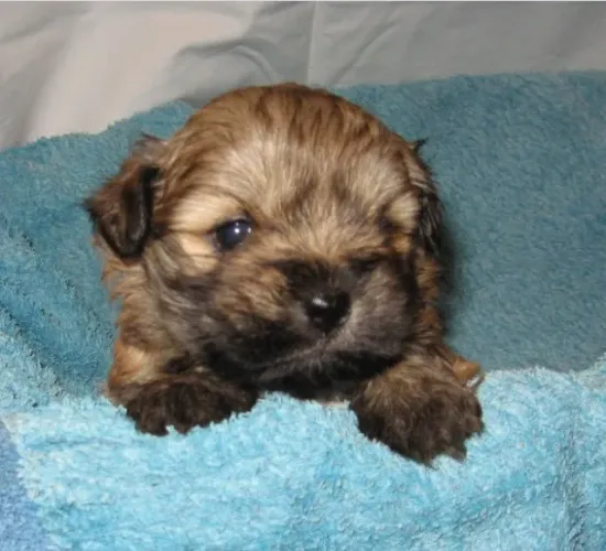 (11) 9.6299-8414 - Lhasa Apso Micro Branco Macho - Pequeno, protetor e muito apegado ao do
