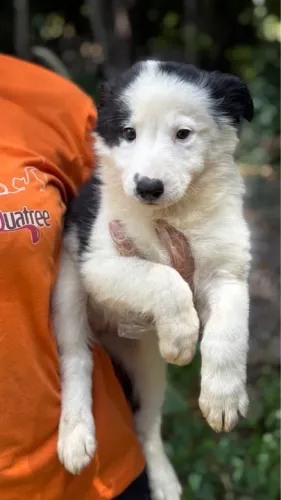 Border collie preto 