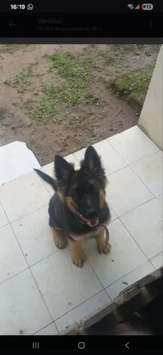 Vendo pastor alemão com 5 meses