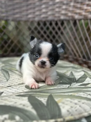 Chihuahua  