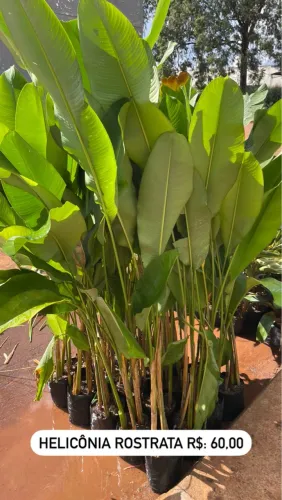 Helicônia Bihai 