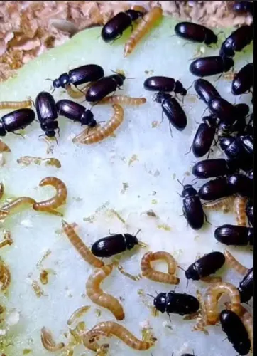 Besouro do amendoim larvas 