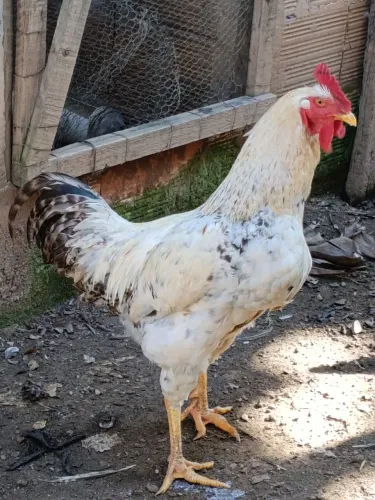 Galo caipira