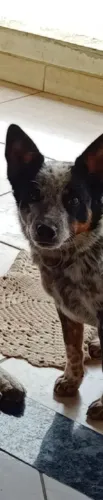 BLUE Heeler