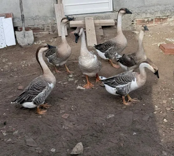 Gansos sinaleiros lote com 6