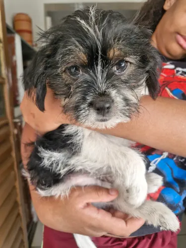 Shih tzu macho com 90 dias
