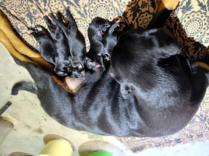 Cachorro rottweiler