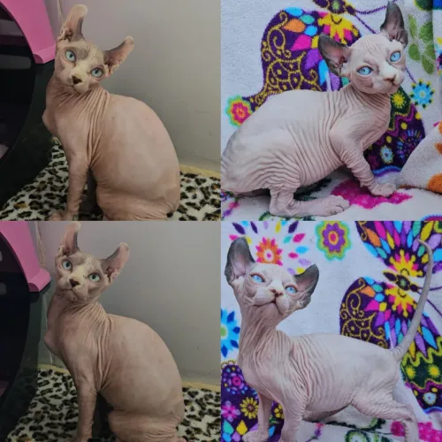 Sphynx padrão e Elf Filhotes - Gatil Bsb Cat
