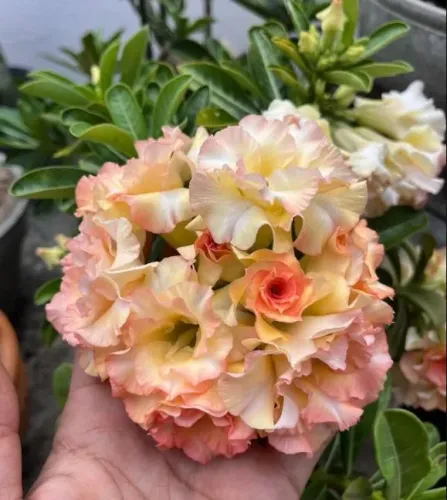Rosas do Deserto - Entrega para todo o Brasil