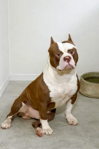 Cobertura do Big Cash - filho do Big Jhon 