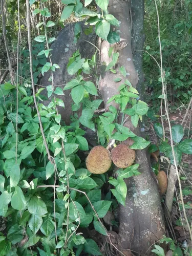 VENDO TERRENO NO ALTO JABURUNA 